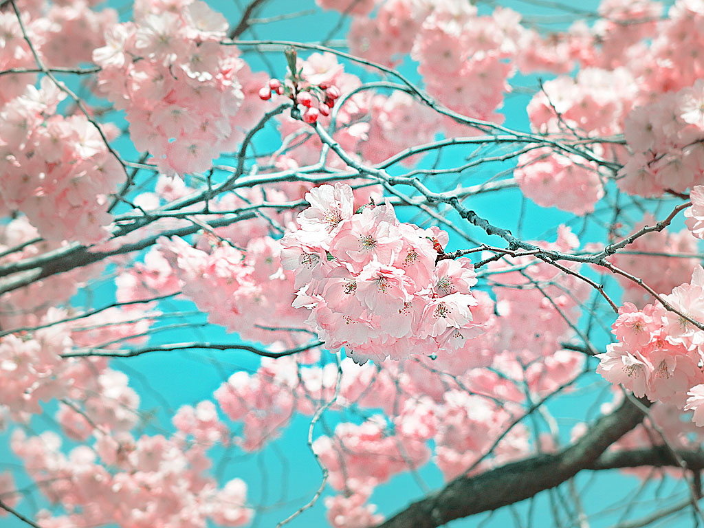 Sakura / Hanami 花見 i Kungsträdgården