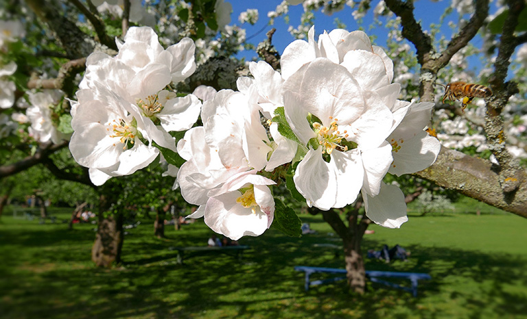 Äppelblom, Rosendal